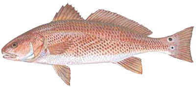fish species chart wilmington fishing charters