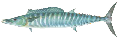wahoo fish wahoo fish